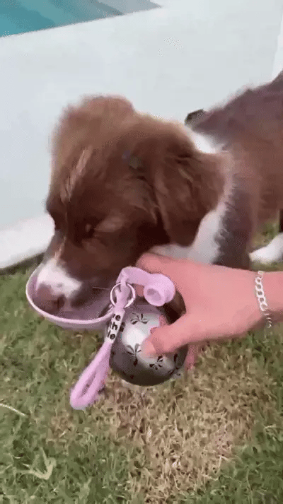 Dog drinking from the Rover Bottle fold-out bowl