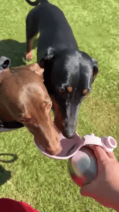 Two dogs drinking from the Rover Bottle fold-out bowl